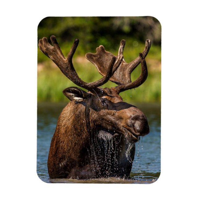 Íman Bull Moose | Glacier National Park Montana (Vertical)