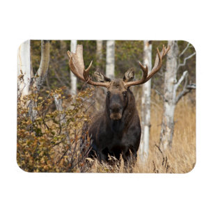 Íman Bull Moose Impressionante