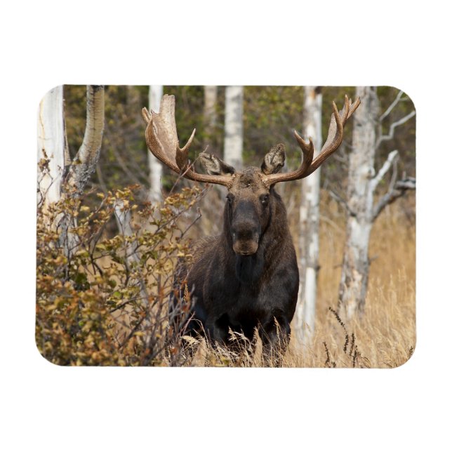 Íman Bull Moose Impressionante (Horizontal)