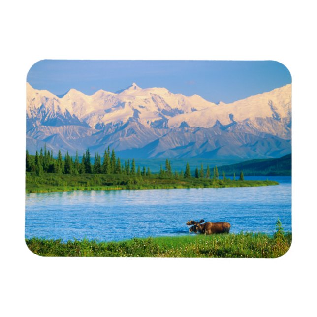 Íman Bull moose in Wonder Lake (Horizontal)