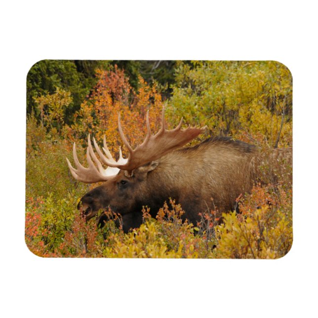 Íman Bull Moose | Parque Nacional Denali, Alasca (Horizontal)