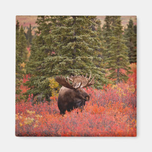 Íman Bull Moose Standing In Red Dwarf Birch