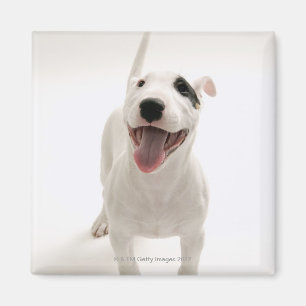 Íman Bull terrier alegre