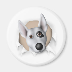 Íman Bull terrier (americano) que rebenta para fora