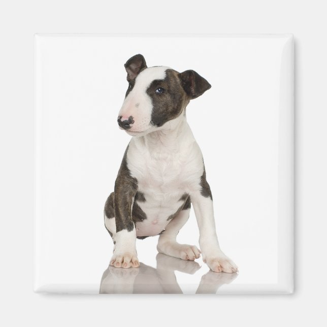 Íman Bull Terrier Magnet (Frente)