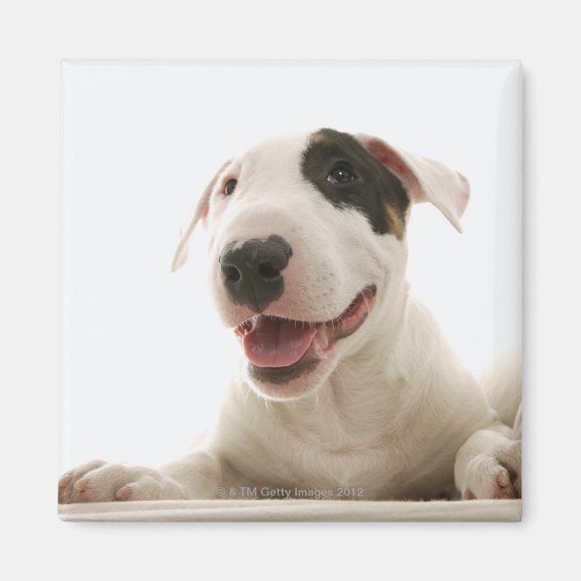 Íman Bull Terriers (Frente)