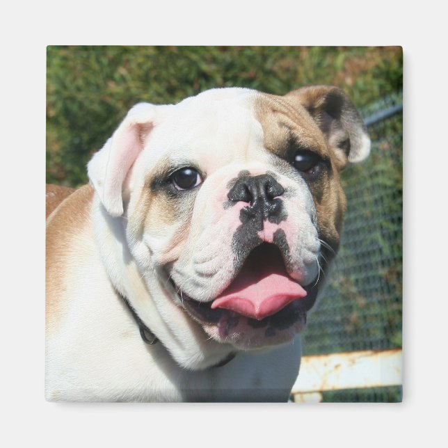 Íman Bulldog (Frente)