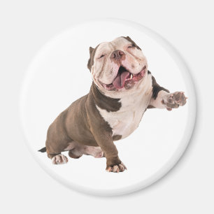 Íman Bulldog Americano Engraçado Amor Cachorrinho