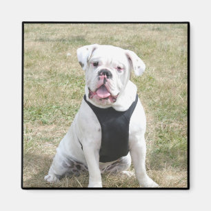 Íman Bulldog Branco