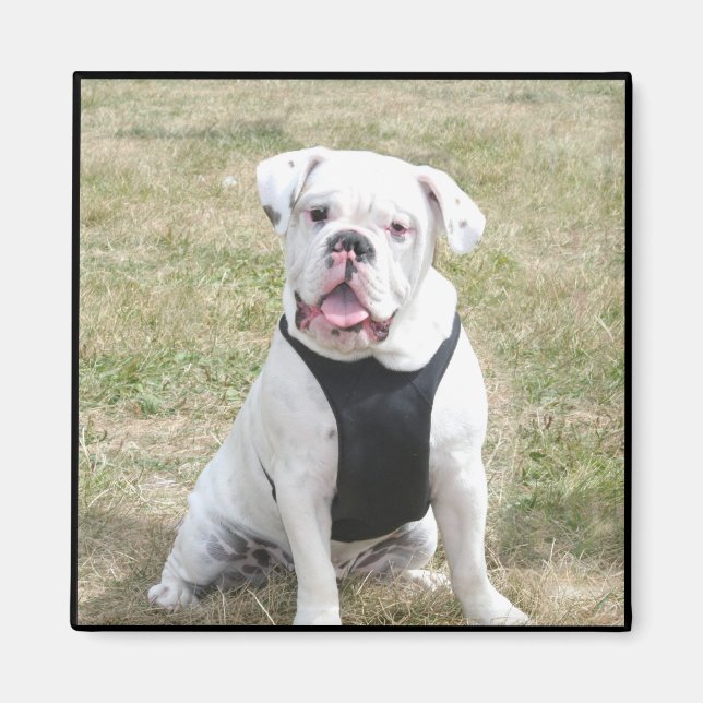 Íman Bulldog Branco (Frente)
