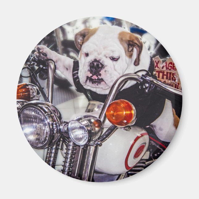 Íman Bulldog em Motocicleta (Frente)