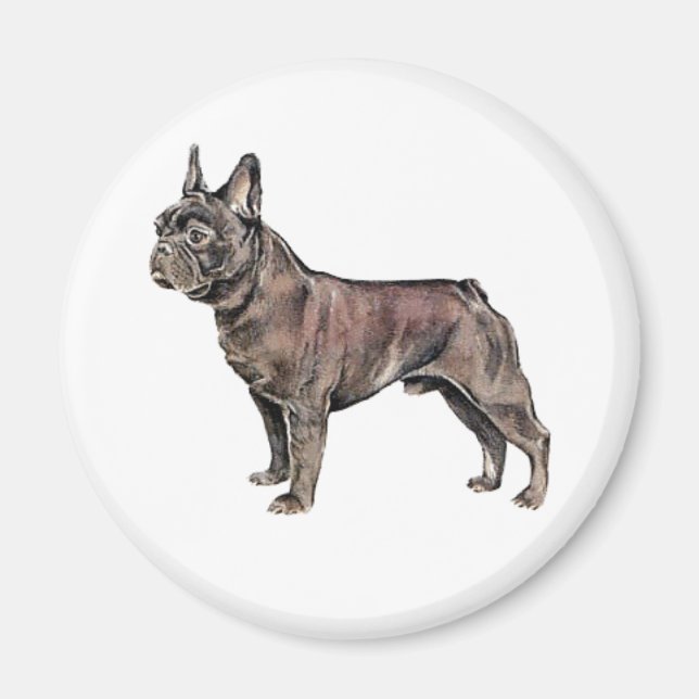 Íman Bulldog francês (Frente)