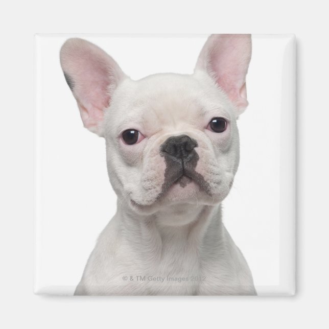 Íman Bulldog Francês (5 meses de idade) (Frente)