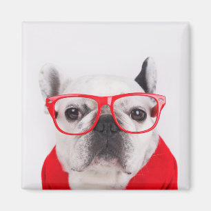 Íman Bulldog francês com óculos e saia