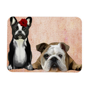 Íman Bulldog francês e Bulldog inglês