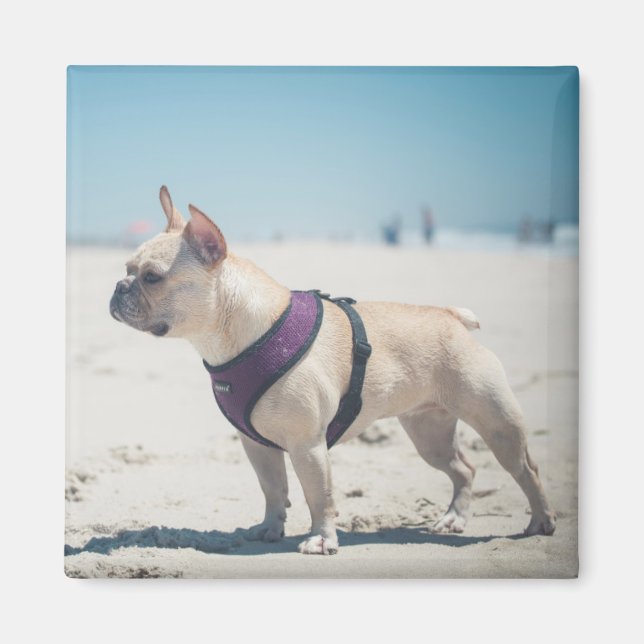 Íman Bulldog Francês Na Praia (Frente)