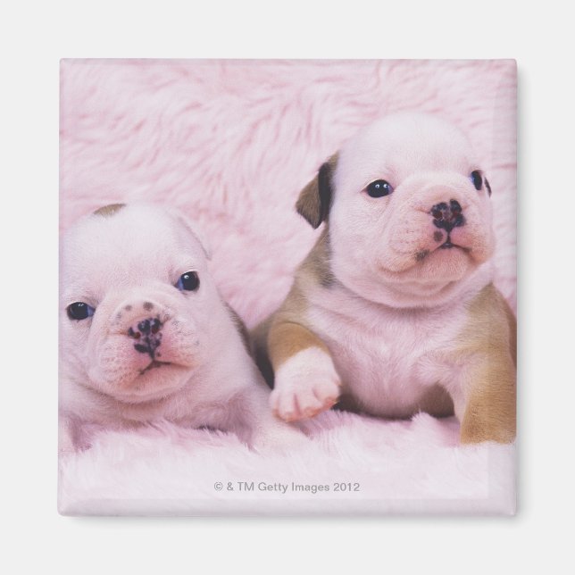 Íman Bulldog; frequentemente chamado de Bulldog Inglês. (Frente)