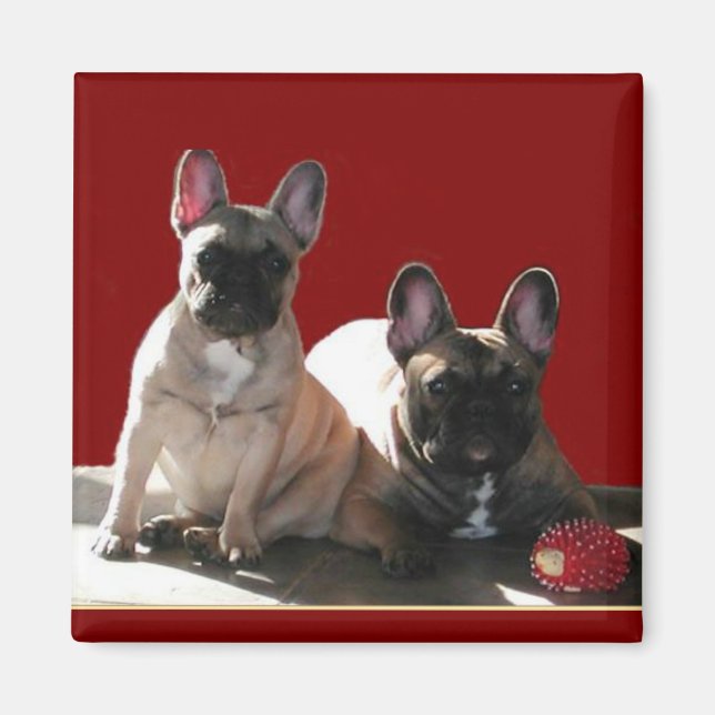 Íman Bulldogs franceses Flo e Fips  (Frente)