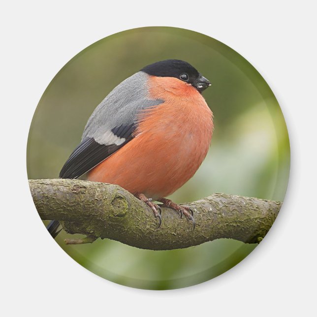 Íman Bullfinch (Frente)