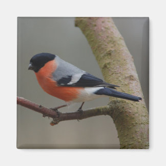Íman Bullfinch