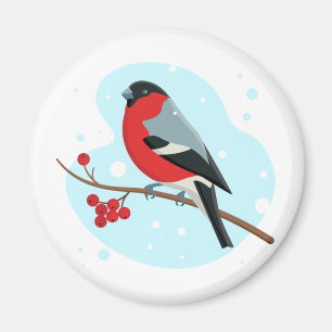 Íman Bullfinch. Belo inverno