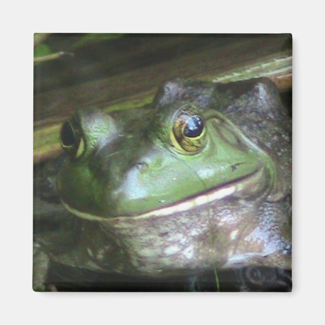 Íman Bullfrog Americano (Frente)