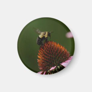 Íman Bumble Bee