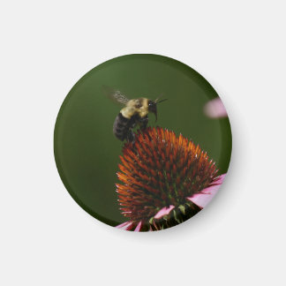 Íman Bumble Bee