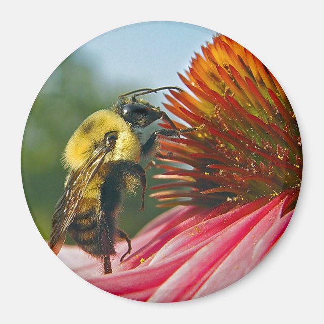 Íman Bumble Bee com Sky Heart (Frente)