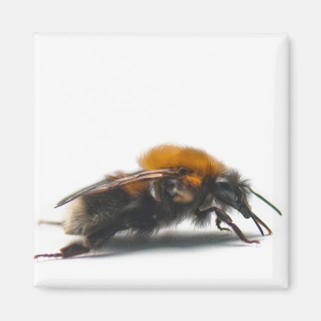 Íman Bumblebee (Frente)