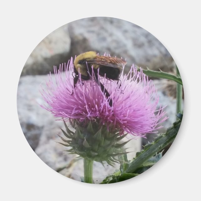 Íman Bumblebee colhendo uma flor de tristes roxas (Frente)