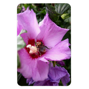 Íman Bumblebee na Flor de Hibiscus