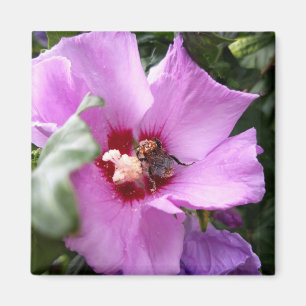 Íman Bumblebee na Flor de Hibiscus