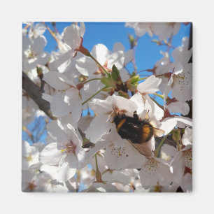 Íman Bumblebee no florescimento selvagem de cereja
