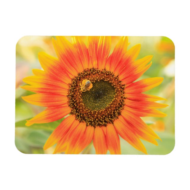 Íman Bumblebee no girassol, Jardim Comunitário (Horizontal)