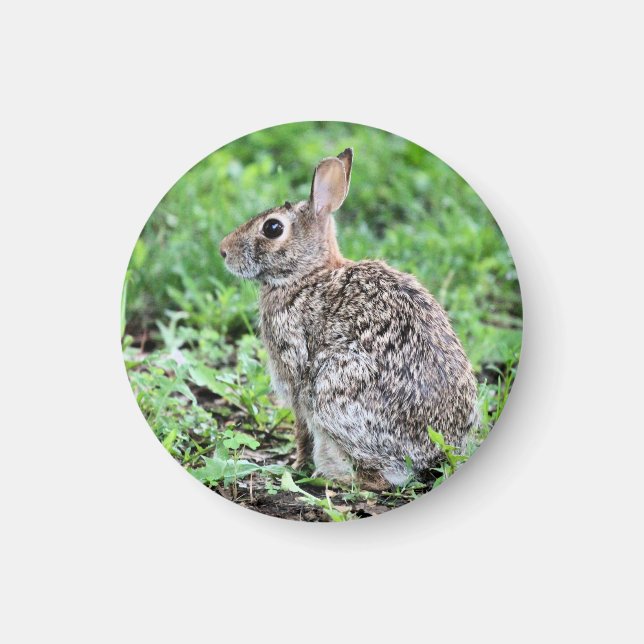 Íman Bunny (Frente)