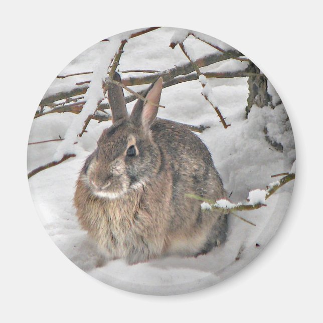 Íman Bunny Magnet (Frente)