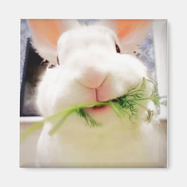 Íman Bunny Magnet (Frente)