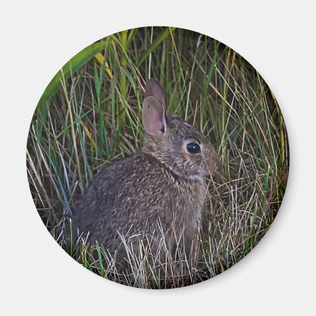 Íman Bunny Magnet (Frente)