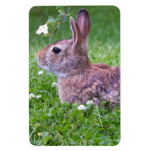 Íman Bunny Rabbit em Grass Closeup Foto