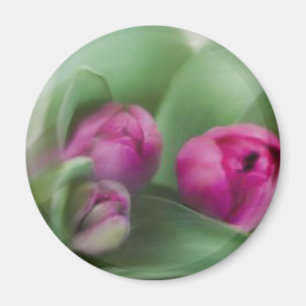 Íman Buquê da tulipa