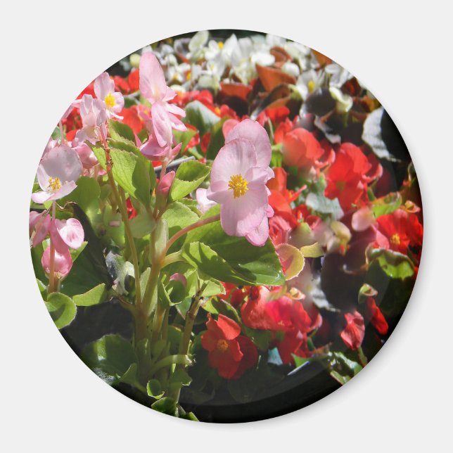 Íman Buquê de Begonias... (Frente)