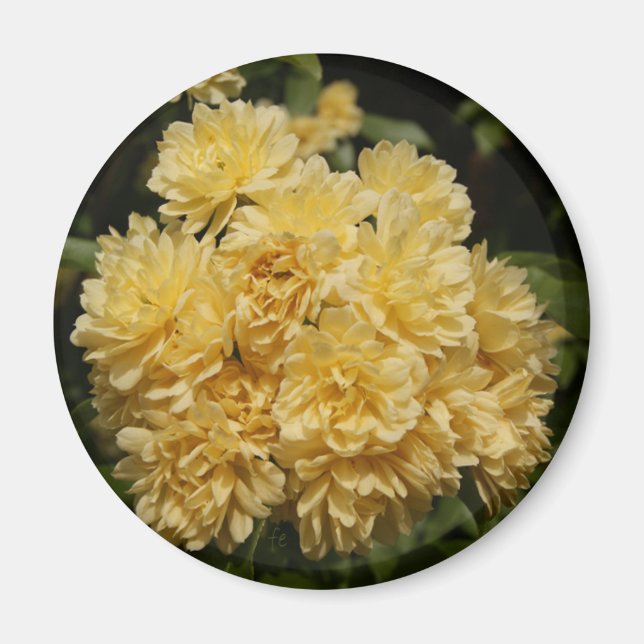 Íman buquê de rosa amarelo (Frente)