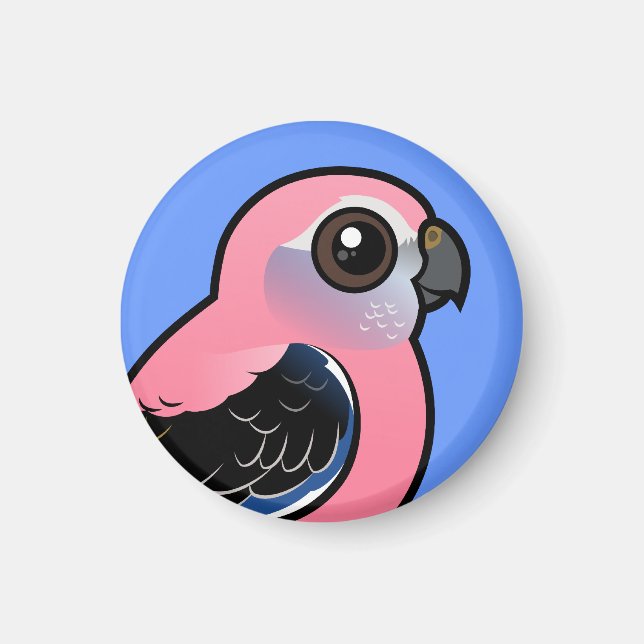 Íman Burke's Parakeet (Frente)