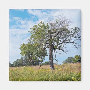 Íman Burr Oak Trees e Prairie