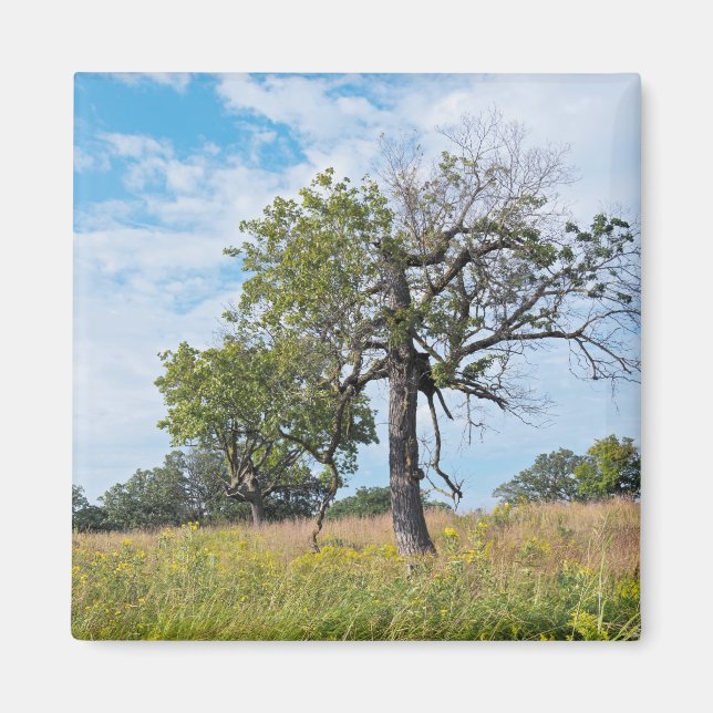 Íman Burr Oak Trees e Prairie (Frente)