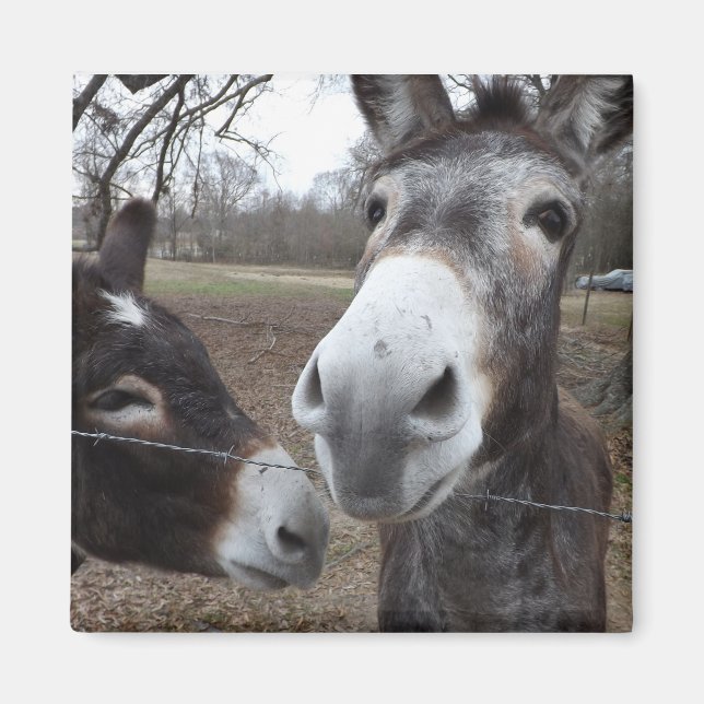 Íman Burro! (Frente)