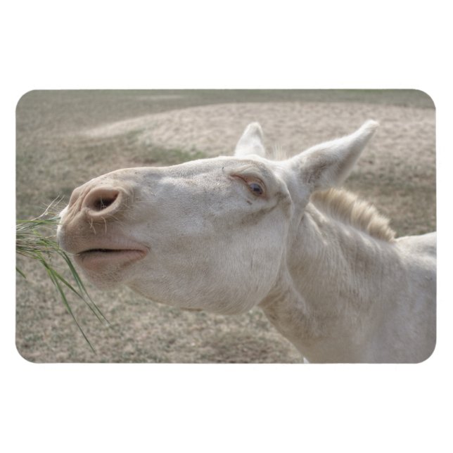 Íman Burro Branco Austríaco-Húngaro (Horizontal)