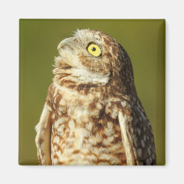 Íman Burrowing Owl