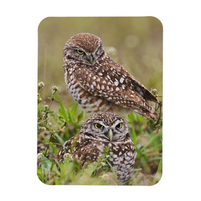 Íman Burrowing Owl, Athene Cunicularia, Cabo Coral, (Vertical)
